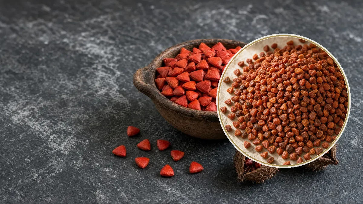 Cazuelita de barro llena de semillas rojas de achiote, con vainas secas sobre una piedra oscura.